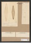 Diatomeae indet. (de-Toni-Nr.: Species 968, 969 var. } ??) Zeichnungen Sammlung Grunow Nr. 1849 (NHMW-BOT-W0368787)